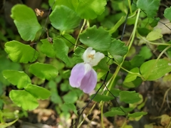 Collinsia multicolor