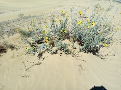 Helianthus niveus tephrodes