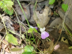 Collinsia multicolor