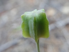 Fritillaria