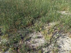 Malacothrix californica