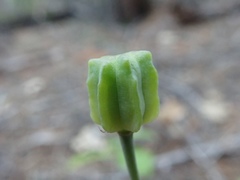 Fritillaria