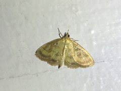 Crocidophora tuberculalis