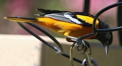 Icterus galbula image