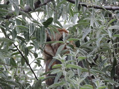 Tyto alba