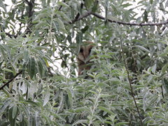 Tyto alba