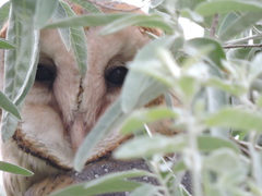 Tyto alba