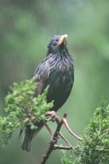 Sturnus vulgaris