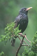 Sturnus vulgaris