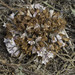 Robbins's Broomrape - Photo (c) Dan Antonaccio, some rights reserved (CC BY-NC), uploaded by Dan Antonaccio