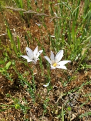 Triteleia peduncularis