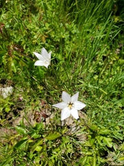 Triteleia peduncularis