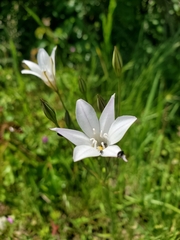 Triteleia peduncularis