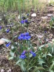 Penstemon humilis