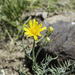 Modoc Hawksbeard - Photo (c) 2015 California Academy of Sciences, some rights reserved (CC BY-NC-SA)