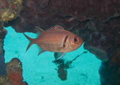Blackbar Soldierfish photo 4