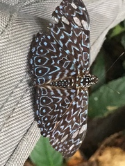 Hamadryas belladonna