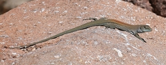 Aspidoscelis xanthonotus