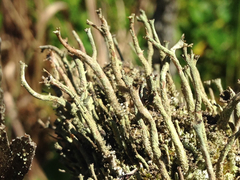 Cladonia rei