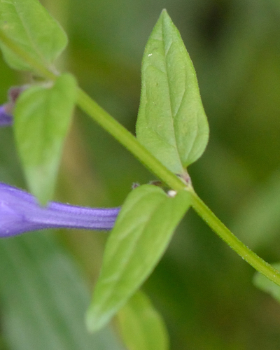 Image of Scutellaria hastifolia by (c) Fyodor Pudovikov, some rights reserved (CC BY)