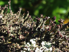 Cladonia subcariosa
