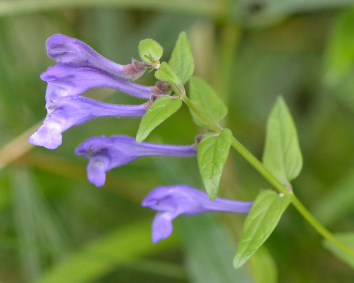 Scutellaria hastifolia (Scutellaria hastifolia)