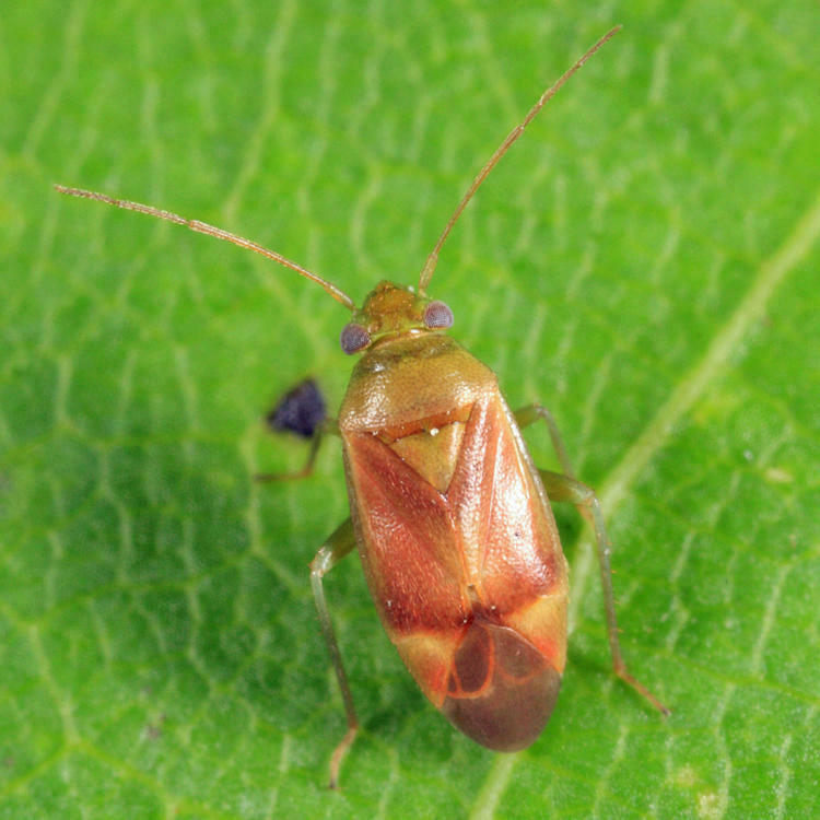 Dichrooscytus elegans