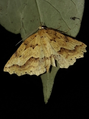 Ischalis variabilis
