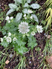 Astrantia