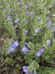 Scutellaria brittonii