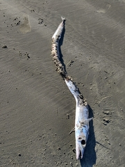 Lepidopus caudatus