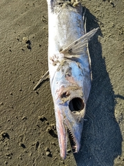 Lepidopus caudatus