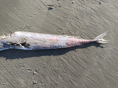 Lepidopus caudatus