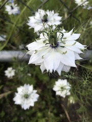 Nigella