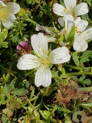 Limnanthes