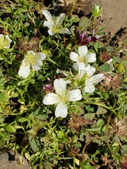 Limnanthes