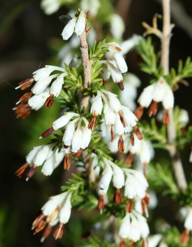 Salt-and-Pepper Heath