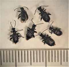 Lema basicostata