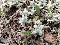 Cerastium tomentosum