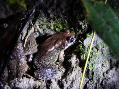 Leptodactylus ventrimaculatus