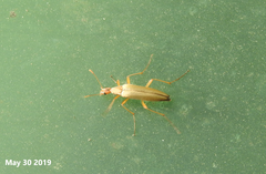 Cephaloon pallens