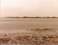 Phoenicopterus roseus