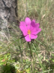 Sabatia gentianoides