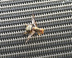 Idana marginata