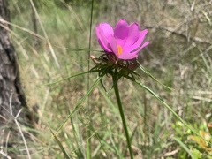 Sabatia gentianoides
