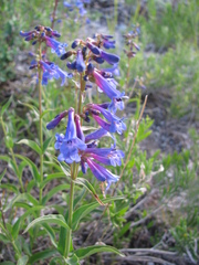 Penstemon watsonii