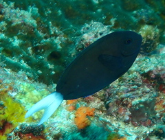 Acanthurus thompsoni