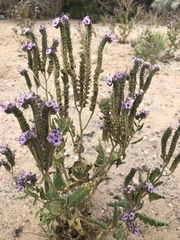 Phacelia integrifolia integrifolia