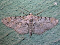 Iridopsis larvaria