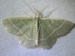 Chlorochlamys chloroleucaria